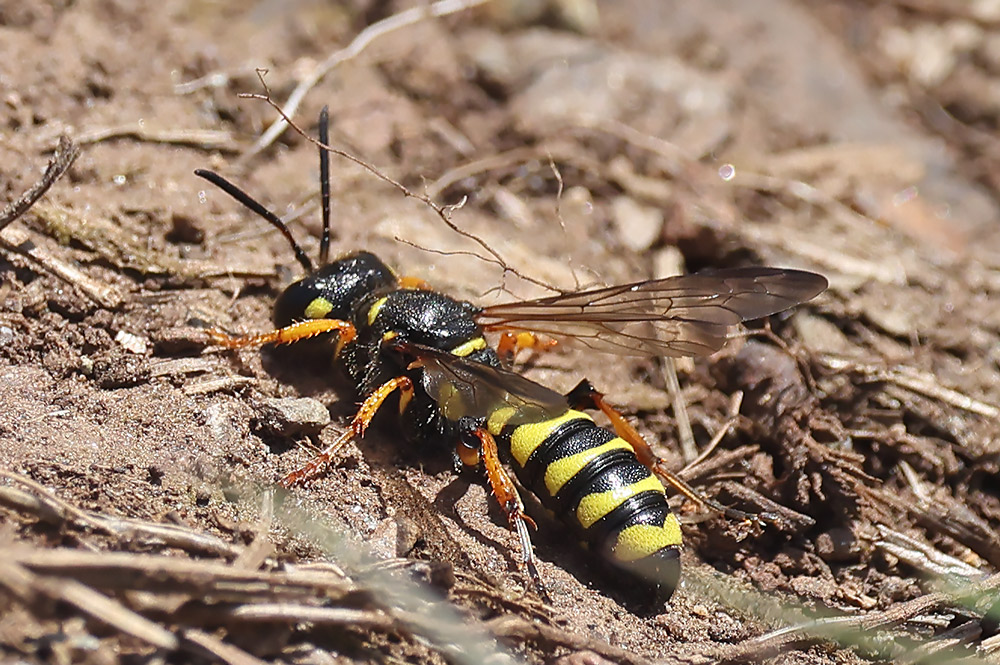 Sand tailed digger wasp